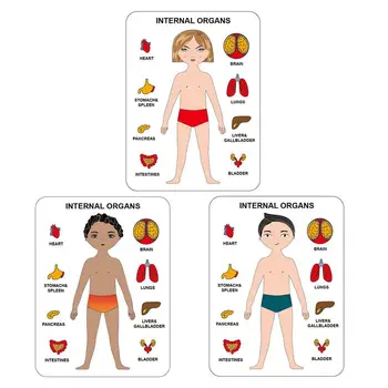 Puidust Keha Mõistatusi Lastele Montessori Mänguasjad Väikelapse Mõistatusi Inimese Keha Puzzle Koolieelsete Mäng Õppe Inimese Keha Osad
